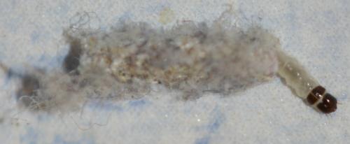 Tinea pellionella